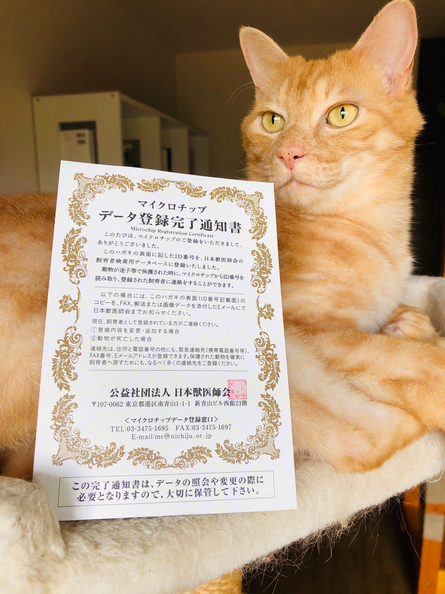 マイクロチップはペットの身元確認証 Simple Nuko Life
